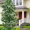 Tokyo Tower Chinese Fringe Tree (Chionanthus Retusus) - 7 Gallon Pot (4-5') -Plantify Shop chionanthus retusus tokyo tower chinese fringe tree 7 1