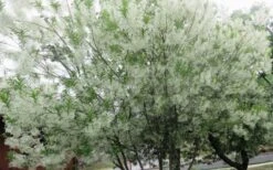 Grancy Graybeard - White Fringe Tree - 3 Gallon Pot -Plantify Shop chionanthus virginicus grancy greybeard multi stem tree 4