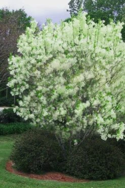 Grancy Graybeard - White Fringe Tree - 3 Gallon Pot -Plantify Shop chionanthus virginicus grancy greybeard multi stem tree 5