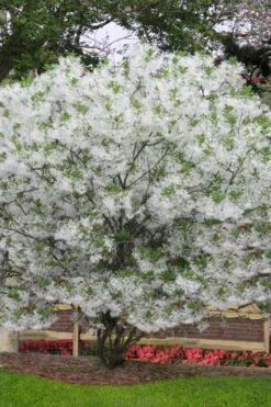 Grancy Graybeard - White Fringe Tree - 3 Gallon Pot -Plantify Shop chionanthus virginicus grancy greybeard multi stem tree 6