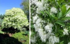 Grancy Graybeard - White Fringe Tree - 7 Gallon Pot (3-4') -Plantify Shop chionanthus virginicus grancy greybeard single stem tree 1