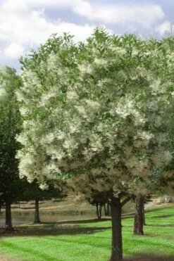 Grancy Graybeard - White Fringe Tree - 7 Gallon Pot (2-3') -Plantify Shop chionanthus virginicus grancy greybeard single stem tree 2 1