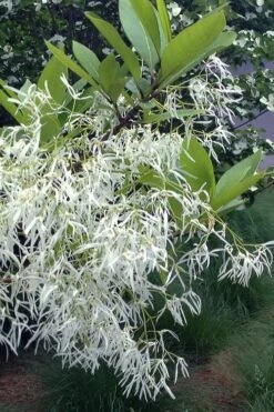 Spring Fleecing Fringe Tree (Chionanthus Virginicus) - 7 Gallon Pot (4-5') -Plantify Shop chionanthus virginicus spring fleecing fringe tree 1