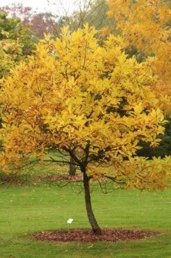Spring Fleecing Fringe Tree (Chionanthus Virginicus) - 7 Gallon Pot (4-5') -Plantify Shop chionanthus virginicus spring fleecing fringe tree 2