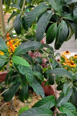 Spring Fleecing Fringe Tree (Chionanthus Virginicus) - 7 Gallon Pot (4-5') -Plantify Shop chionanthus virginicus spring fleecing fringe tree 3