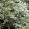 Spring Fleecing Fringe Tree (Chionanthus Virginicus) - 7 Gallon Pot (4-5') -Plantify Shop chionanthus virginicus spring fleecing fringe tree 5