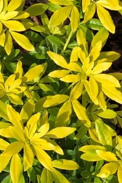 Goldfingers Mexican Orange Blossom (Choisya) - 2 Gallon Pot -Plantify Shop choisya ternata goldfinger mexican orange blossom 1