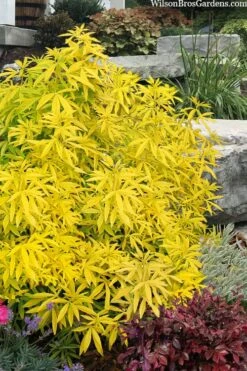 Goldfingers Mexican Orange Blossom (Choisya) - 2 Gallon Pot