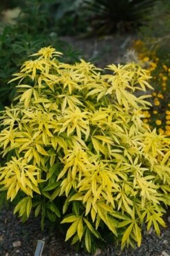 Goldfingers Mexican Orange Blossom (Choisya) - 2 Gallon Pot -Plantify Shop choisya ternata goldfinger mexican orange blossom 7