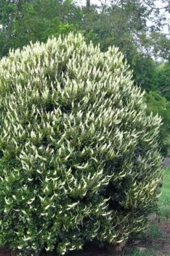 Summersweet Clethra (Sweet Pepperbush) - 1 Gallon Pot -Plantify Shop clethra alnifolia summersweet sweet pepper bush 3