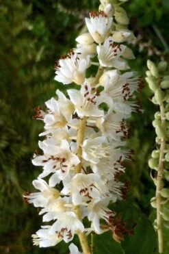 Summersweet Clethra (Sweet Pepperbush) - 1 Gallon Pot -Plantify Shop clethra alnifolia summersweet sweet pepper bush 6