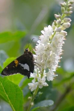 Summersweet Clethra (Sweet Pepperbush) - 1 Gallon Pot -Plantify Shop clethra alnifolia summersweet sweet pepper bush 7