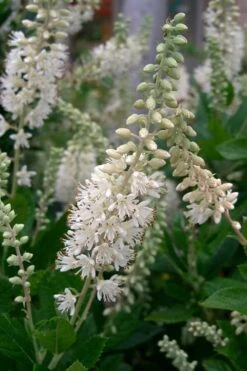 Summersweet Clethra (Sweet Pepperbush) - 1 Gallon Pot -Plantify Shop clethra alnifolia summersweet sweet pepper bush 8