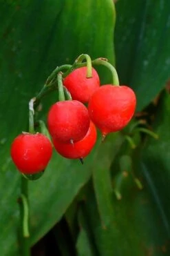 Lily Of The Valley (Convallaria Majalis) - 5 Pack Quart Pots -Plantify Shop convallaria majalis bordeaux lily of the valley 2
