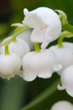 Lily Of The Valley (Convallaria Majalis) - 5 Pack Quart Pots -Plantify Shop convallaria majalis lily of the valley 12