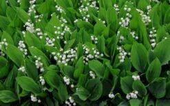 Lily Of The Valley (Convallaria Majalis) - 5 Pack Quart Pots -Plantify Shop convallaria majalis lily of the valley 14