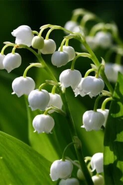 Lily Of The Valley (Convallaria Majalis) - 5 Pack Quart Pots -Plantify Shop convallaria majalis lily of the valley 15
