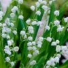 Lily Of The Valley (Convallaria Majalis) - 5 Pack Quart Pots -Plantify Shop convallaria majalis lily of the valley 20