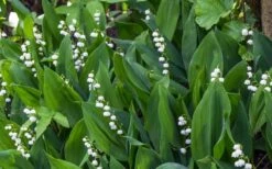 Lily Of The Valley (Convallaria Majalis) - 5 Pack Quart Pots -Plantify Shop convallaria majalis lily of the valley 24