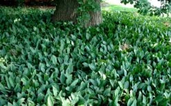 Lily Of The Valley (Convallaria Majalis) - 5 Pack Quart Pots -Plantify Shop convallaria majalis lily of the valley 25