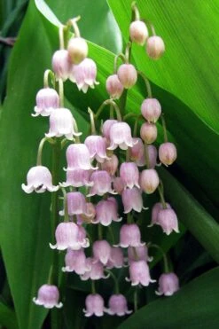 Pink Lily Of The Valley (Convallaria Majalis 'Rosea') - 1 Gallon Pot -Plantify Shop convallaria majalis rosea pink lily of the valley 1