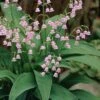 Pink Lily Of The Valley (Convallaria Majalis 'Rosea') - 1 Gallon Pot -Plantify Shop convallaria majalis rosea pink lily of the valley 2