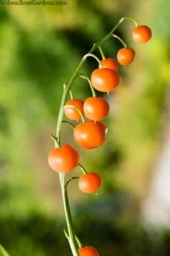 Pink Lily Of The Valley (Convallaria Majalis 'Rosea') - 1 Gallon Pot -Plantify Shop convallaria majalis rosea pink lily of the valley 5