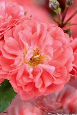 Coral Drift Groundcover Rose - 2 Gallon Pot -Plantify Shop coral drift rose 101