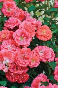 Coral Drift Groundcover Rose - 2 Gallon Pot -Plantify Shop coral drift rose 102