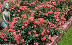 Coral Drift Groundcover Rose - 2 Gallon Pot -Plantify Shop coral drift rose 104