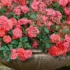 Coral Drift Groundcover Rose - 2 Gallon Pot -Plantify Shop coral drift rose 105