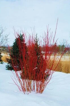Red Osier Red Twig Dogwood (Cornus Sericea) - 2 Gallon Pot -Plantify Shop cornus sericera red osier dogwood 4