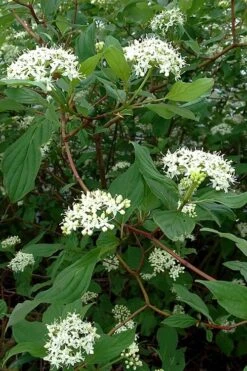 Red Osier Red Twig Dogwood (Cornus Sericea) - 2 Gallon Pot -Plantify Shop cornus sericera red osier dogwood 5