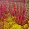 Red Osier Red Twig Dogwood (Cornus Sericea) - 2 Gallon Pot -Plantify Shop cornus sericera red osier dogwood 6