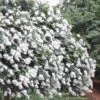 Acoma Weeping White Crape Myrtle - 1 Gallon Pot -Plantify Shop crape myrtle acoma 12 1
