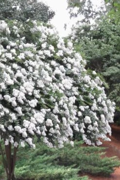 Front Page 30 Acoma Weeping White Crape Myrtle - 1 Gallon Pot