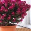 Berry Dazzle Dwarf Crape Myrtle - 1 Gallon Pot -Plantify Shop crape myrtle berry dazzle 100