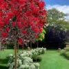 Black Diamond Best Red Crape Myrtle (Single Trunk Tree) - 7 Gallon Pot -Plantify Shop crape myrtle black diamond best red single trunk tree 3