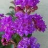 Catawba Purple Crape Myrtle - 3 Gallon Pot -Plantify Shop crape myrtle catawba 7