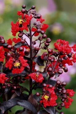Center Stage Red Black Leaf Crape Myrtle - 3 Gallon Pot -Plantify Shop crape myrtle center stage red 1 1