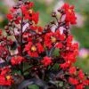 Center Stage Red Black Leaf Crape Myrtle -2 Gallon Pot -Plantify Shop crape myrtle center stage red 3
