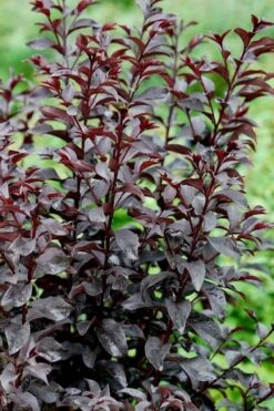 Center Stage Red Black Leaf Crape Myrtle - 3 Gallon Pot -Plantify Shop crape myrtle center stage red 4 1