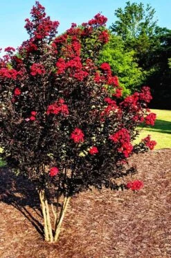 Center Stage Red Black Leaf Crape Myrtle - 3 Gallon Pot -Plantify Shop crape myrtle center stage red 5 1