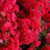 Cherry Dazzle Dwarf Crape Myrtle - 3 Gallon Pot -Plantify Shop crape myrtle cherry dazzle 30 1