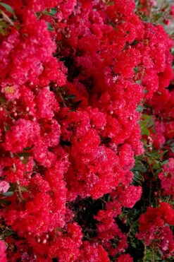 Cherry Dazzle Dwarf Crape Myrtle - 1 Gallon Pot 15 Cherry Dazzle Dwarf Crape Myrtle - 1 Gallon Pot -Plantify Shop crape myrtle cherry dazzle 30