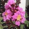 Delta Jazz Crape Myrtle - 3 Gallon Pot -Plantify Shop crape myrtle delta jazz 201 1