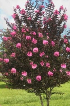 Delta Jazz Crape Myrtle - 3 Gallon Pot 11 Delta Jazz Crape Myrtle - 3 Gallon Pot -Plantify Shop crape myrtle delta jazz 50 1