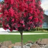 Double Dynamite Crape Myrtle Tree (Single Trunk Tree) - 7 Gallon Pot (5-6') -Plantify Shop crape myrtle double dynamite 100