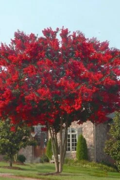 Dynamite Red Crape Myrtle - 3 Gallon Pot -Plantify Shop crape myrtle dynamite 10 2