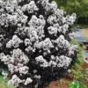 Lunar Magic Crape Myrtle Tree (Multi Trunk) - 3 Gallon Pot -Plantify Shop crape myrtle lunar magic 22